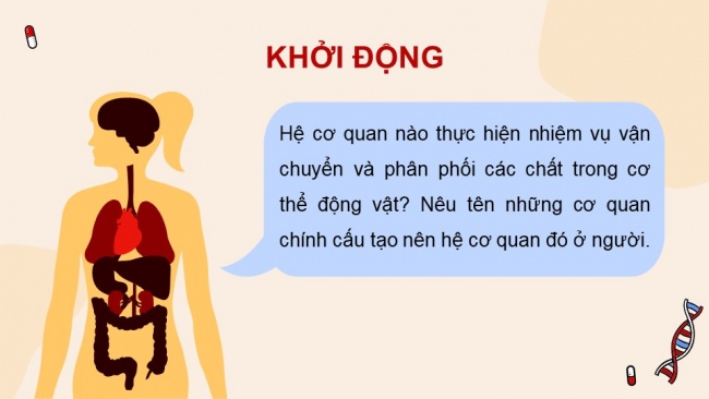 Soạn giáo án điện tử sinh học 11 Cánh diều Bài 8: Hệ tuần hoàn ở động vật (P1)