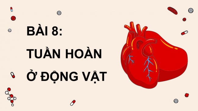 Soạn giáo án điện tử sinh học 11 Cánh diều  Bài 8: Hệ tuần hoàn ở động vật (P2)