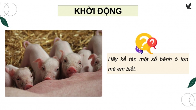Soạn giáo án điện tử công nghệ chăn nuôi 11 Cánh diều Bài 13: Phòng, trị một số bệnh phổ biến ở lợn