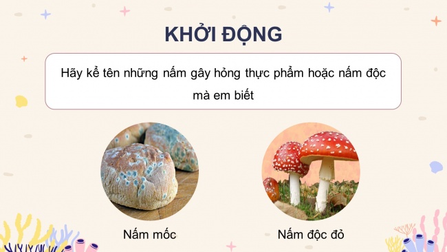 Soạn giáo án điện tử khoa học 4 KNTT Bài 21: Nấm gây hỏng thực phẩm và nấm độc