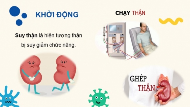 Soạn giáo án điện tử KHTN 8 KNTT Bài 35: Hệ bài tiết ở người