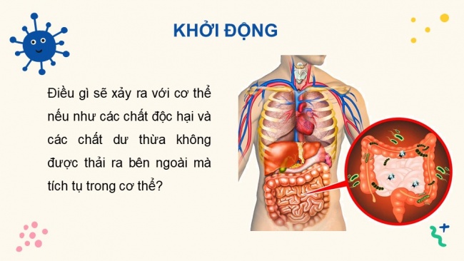 Soạn giáo án điện tử sinh học 11 KNTT Bài 13: Bài tiết và cân bằng nội môi