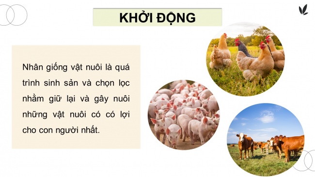 Soạn giáo án điện tử công nghệ chăn nuôi 11 KNTT Bài 6: Ứng dụng công nghệ sinh học trong chọn và nhân giống vật nuôi