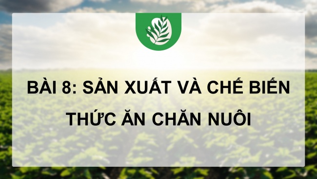 Soạn giáo án điện tử công nghệ chăn nuôi 11 KNTT Bài 8: Sản xuất và chế biến thức ăn chăn nuôi