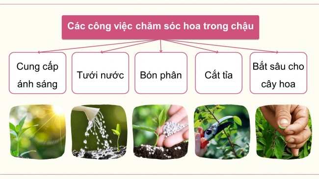 Soạn giáo án điện tử công nghệ 4 cánh diều Bài 6: Trồng và chăm sóc hoa trong chậu