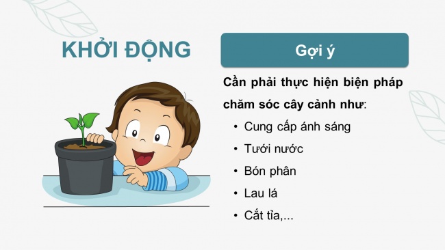 Soạn giáo án điện tử công nghệ 4 cánh diều Bài 7: Trồng và chăm sóc cây cảnh trong chậu