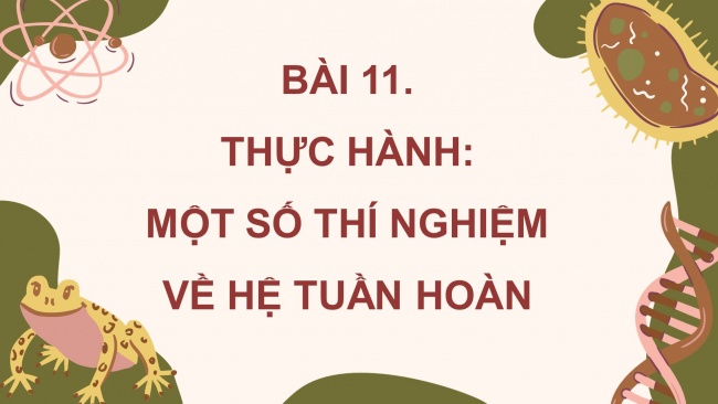 Soạn giáo án điện tử sinh học 11 CTST Bài 11: Thực hành: Tìm hiểu hoạt động của hệ tuần hoàn