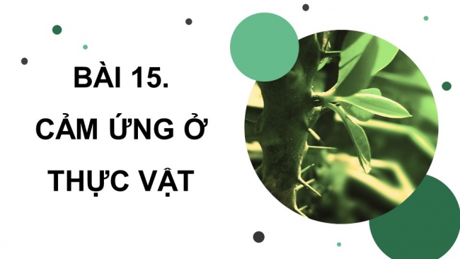 Soạn giáo án điện tử sinh học 11 CTST Bài 15: Cảm ứng ở thực vật