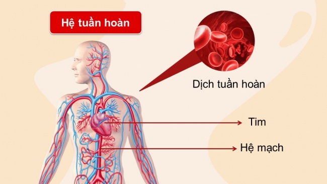 Soạn giáo án điện tử sinh học 11 Cánh diều Bài 8: Hệ tuần hoàn ở động vật (P1)