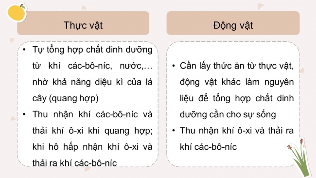 Soạn giáo án điện tử khoa học 4 KNTT Bài 18: Ôn tập chủ đề thực vật và động vật