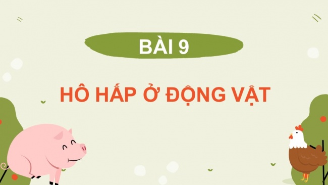 Soạn giáo án điện tử sinh học 11 KNTT Bài 9: Hô hấp ở động vật (P1)