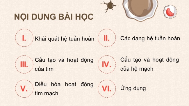 Soạn giáo án điện tử sinh học 11 KNTT Bài 10: Tuần hoàn ở động vật (P2)