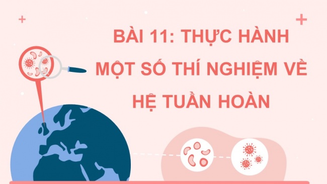 Soạn giáo án điện tử sinh học 11 KNTT Bài 11: Thực hành - Một số thí nghiệm về hệ tuần hoàn