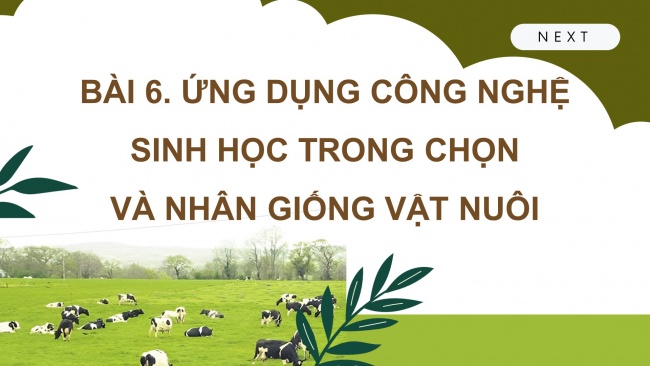 Soạn giáo án điện tử công nghệ chăn nuôi 11 KNTT Bài 6: Ứng dụng công nghệ sinh học trong chọn và nhân giống vật nuôi