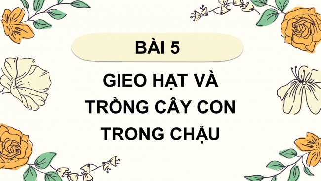 Soạn giáo án điện tử công nghệ 4 cánh diều Bài 5: Gieo hạt và trồng cây con trong chậu