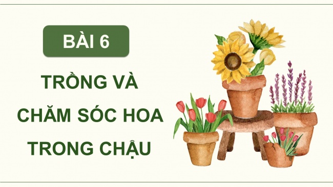 Soạn giáo án điện tử công nghệ 4 cánh diều Bài 6: Trồng và chăm sóc hoa trong chậu