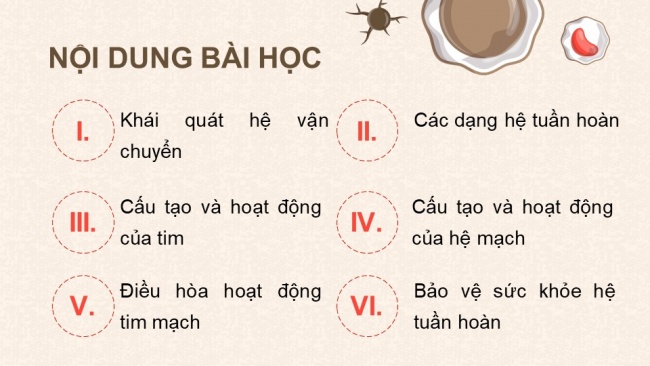 Soạn giáo án điện tử sinh học 11 CTST Bài 10: Tuần hoàn ở động vật (P1)