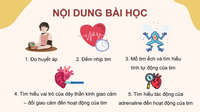 Soạn giáo án điện tử sinh học 11 CTST Bài 11: Thực hành: Tìm hiểu hoạt động của hệ tuần hoàn