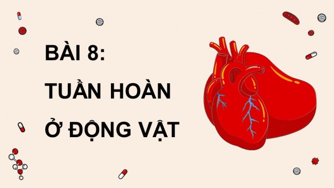 Soạn giáo án điện tử sinh học 11 Cánh diều Bài 8: Hệ tuần hoàn ở động vật (P1)