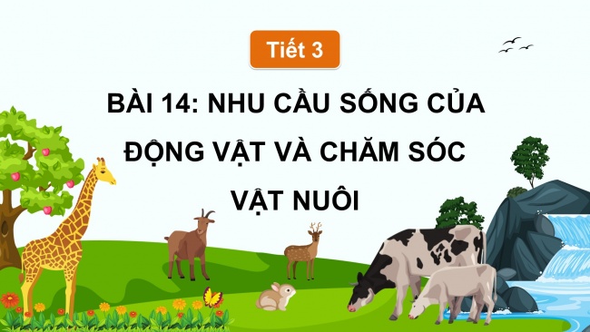 Soạn giáo án điện tử khoa học 4 cánh diều Bài 14: Nhu cầu sống của động vật và chăm sóc vật nuôi (P2)