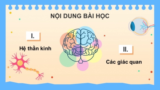 Soạn giáo án điện tử KHTN 8 KNTT Bài 37: Hệ thần kinh và các giác quan ở người