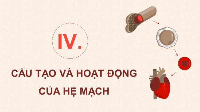 Soạn giáo án điện tử sinh học 11 KNTT Bài 10: Tuần hoàn ở động vật (P2)