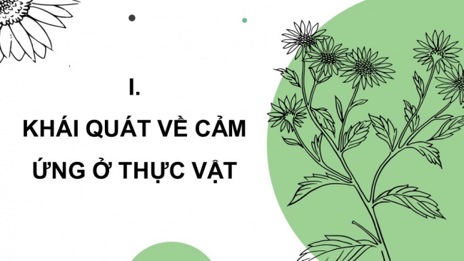 Soạn giáo án điện tử sinh học 11 CTST Bài 15: Cảm ứng ở thực vật