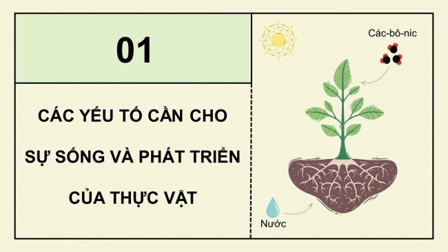 Soạn giáo án điện tử khoa học 4 cánh diều Bài 13: Nhu cầu sống của thực vật và chăm sóc cây trồng (P1)