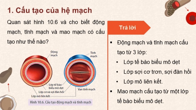 Soạn giáo án điện tử sinh học 11 KNTT Bài 10: Tuần hoàn ở động vật (P2)