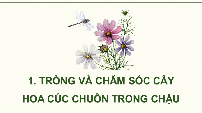 Soạn giáo án điện tử công nghệ 4 cánh diều Bài 6: Trồng và chăm sóc hoa trong chậu