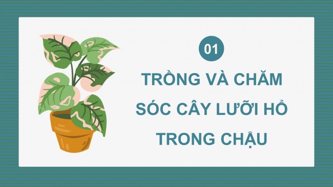 Soạn giáo án điện tử công nghệ 4 cánh diều Bài 7: Trồng và chăm sóc cây cảnh trong chậu