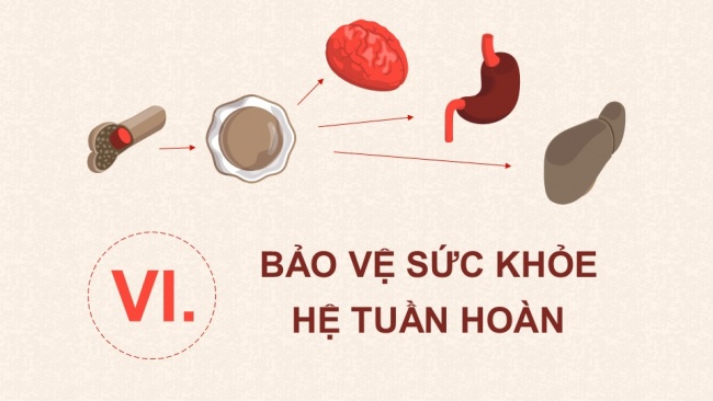 Soạn giáo án điện tử sinh học 11 CTST Bài 10: Tuần hoàn ở động vật (P2)