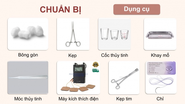 Soạn giáo án điện tử sinh học 11 CTST Bài 11: Thực hành: Tìm hiểu hoạt động của hệ tuần hoàn