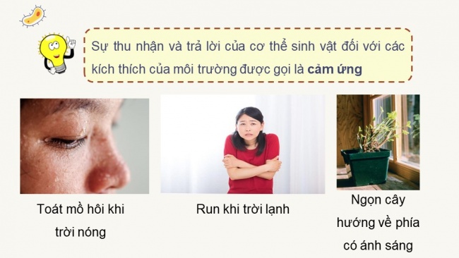 Soạn giáo án điện tử sinh học 11 CTST Bài 14: Khái quát về cảm ứng ở sinh vật