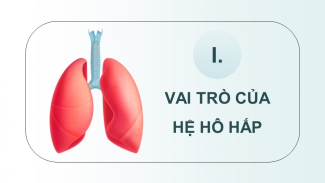 Soạn giáo án điện tử sinh học 11 Cánh diều Bài 7: Hô hấp ở động vật