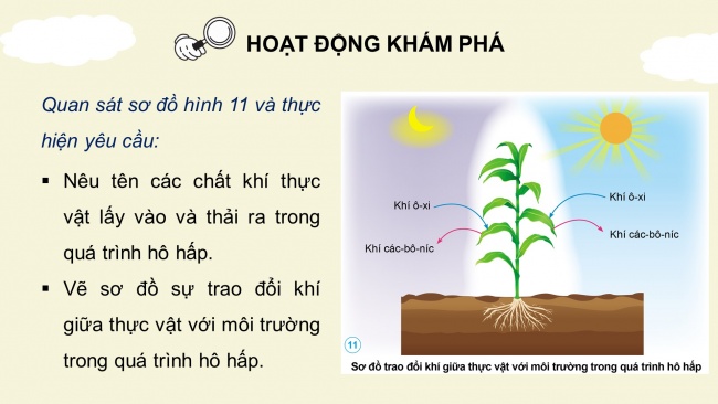 Soạn giáo án điện tử khoa học 4 cánh diều Bài 13: Nhu cầu sống của thực vật và chăm sóc cây trồng (P2)