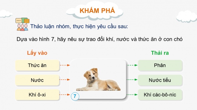 Soạn giáo án điện tử khoa học 4 cánh diều Bài 14: Nhu cầu sống của động vật và chăm sóc vật nuôi (P2)