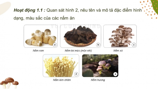 Soạn giáo án điện tử khoa học 4 KNTT Bài 20: Nấm ăn và nấm trong chế biến thực phẩm