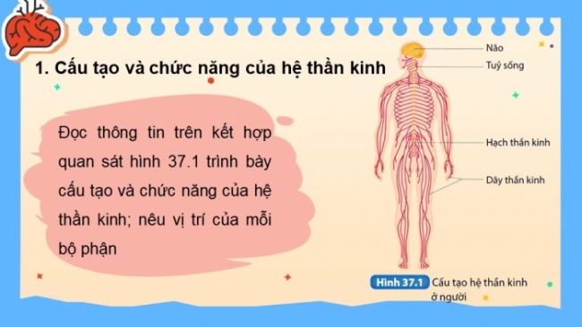 Soạn giáo án điện tử KHTN 8 KNTT Bài 37: Hệ thần kinh và các giác quan ở người