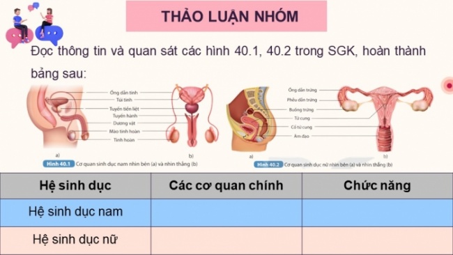 Soạn giáo án điện tử KHTN 8 KNTT Bài 40: Sinh sản ở người