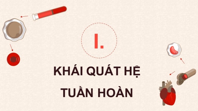 Soạn giáo án điện tử sinh học 11 KNTT Bài 10: Tuần hoàn ở động vật (P1)