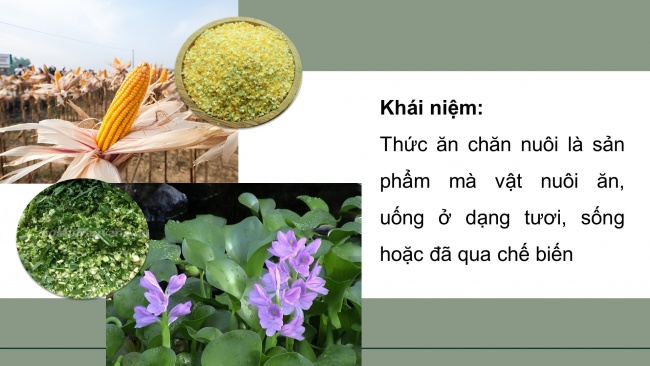 Soạn giáo án điện tử công nghệ chăn nuôi 11 KNTT Bài 7: Thức ăn và nhu cầu dinh dưỡng của vật nuôi