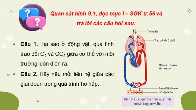 Soạn giáo án điện tử sinh học 11 CTST Bài 9: Hô hấp ở động vật