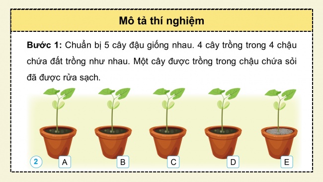 Soạn giáo án điện tử khoa học 4 cánh diều Bài 13: Nhu cầu sống của thực vật và chăm sóc cây trồng (P1)