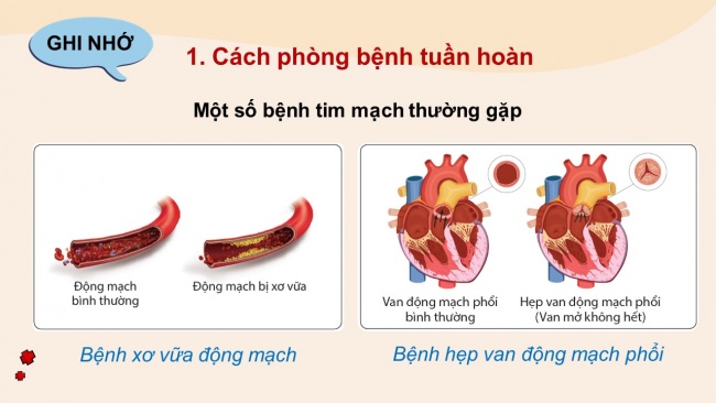 Soạn giáo án điện tử sinh học 11 Cánh diều  Bài 8: Hệ tuần hoàn ở động vật (P2)