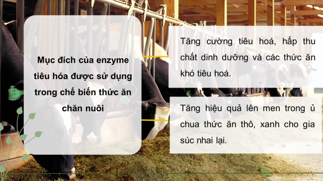 Soạn giáo án điện tử công nghệ chăn nuôi 11 Cánh diều Bài 11: Ứng dụng công nghệ cao trong chế biến và bảo quản thức ăn chăn nuôi