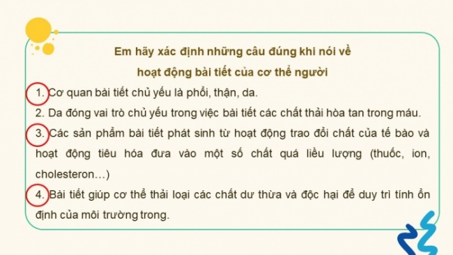 Soạn giáo án điện tử KHTN 8 KNTT Bài 35: Hệ bài tiết ở người