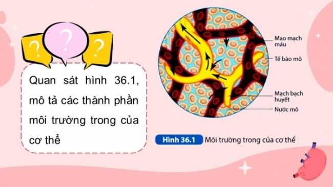 Soạn giáo án điện tử KHTN 8 KNTT Bài 36: Điều hòa môi trường trong của cơ thể người