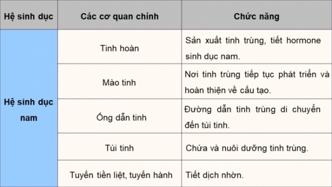 Soạn giáo án điện tử KHTN 8 KNTT Bài 40: Sinh sản ở người