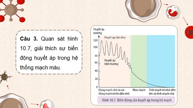 Soạn giáo án điện tử sinh học 11 KNTT Bài 10: Tuần hoàn ở động vật (P2)